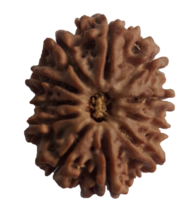 image of 11 Mukhi Rudrakha