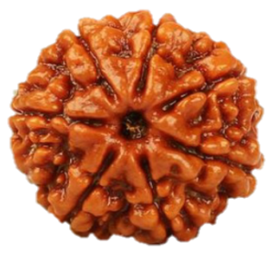 image of 7 Mukhi Rudrakha