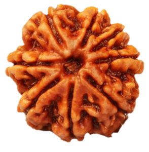 image of 8 Mukhi Rudrakha