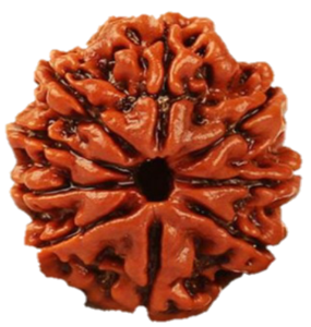 image of 9 Mukhi Rudrakha